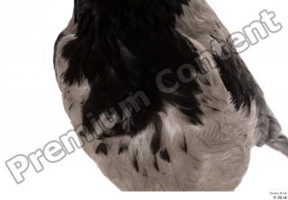 Carrion crow bird chest 0002.jpg